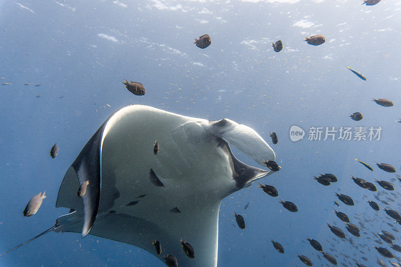 海洋蝠鲼(Manta birostris)游过清洁站珊瑚礁。在世界自然保护联盟的红色名单中，这些优雅的动物正在成为野外罕见的景象。